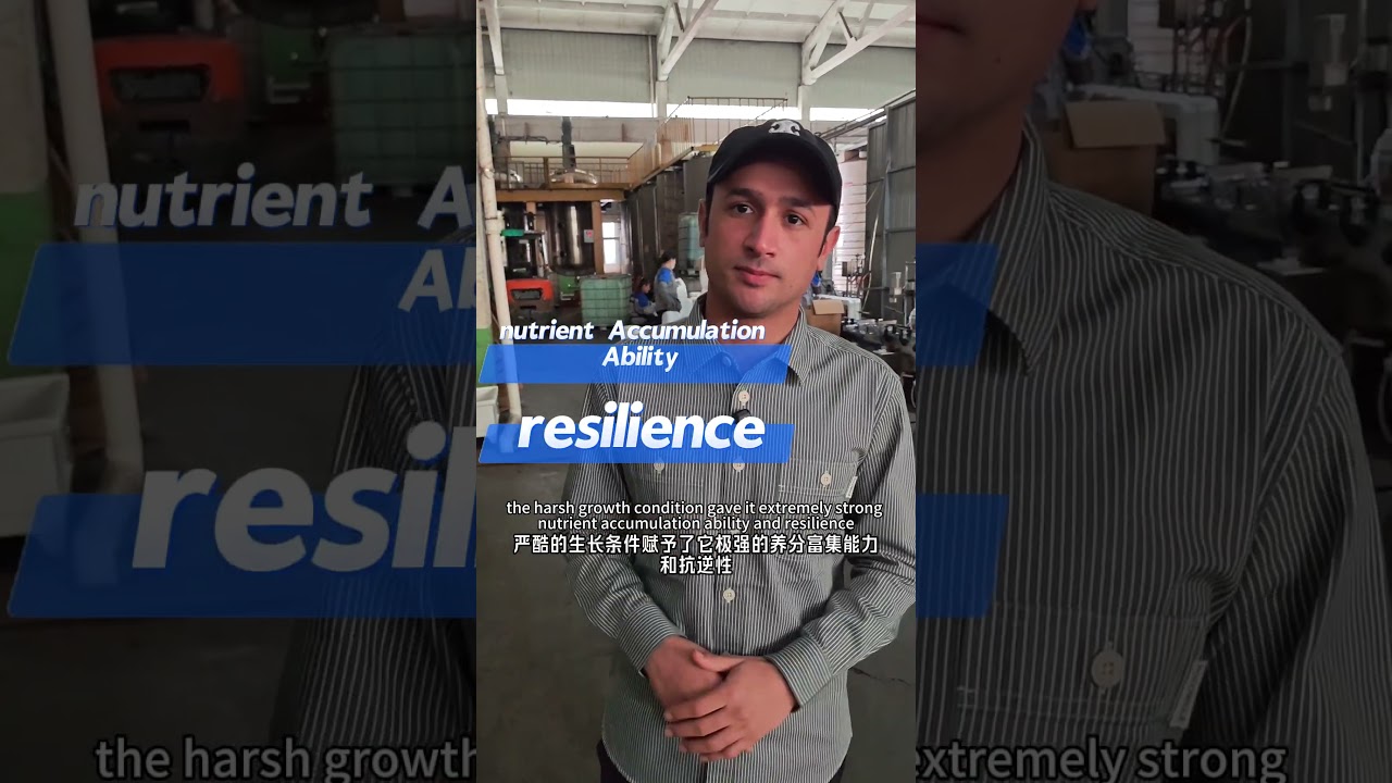 Seaweed from Indonesia (Sargassum)  