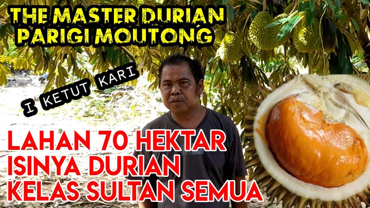 DURIAN PARIGI MOUTONG SIAP MENDUNIA #durianindonesia #durian #festivaldurian #perindagtv