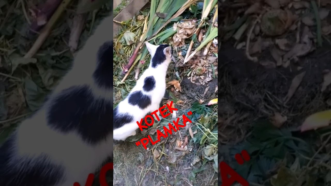 KOTEK "PLAMKA"  Kotek  z ORIONA #9