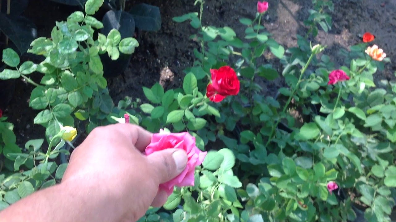 زيارة مشتل الحمزاوي كركوك