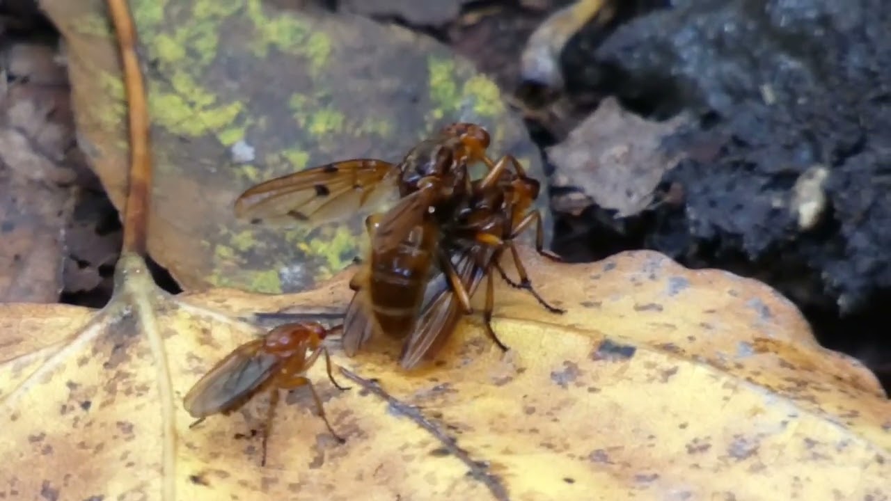 Misdirected Courtship of Dung Fly (Neuroctena analis) toward Neuroctena formosa
