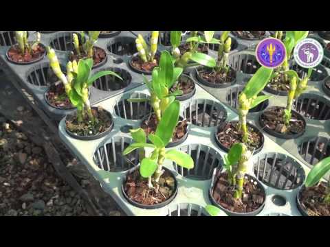 วีดีโอ: กล้วยไม้สกุลหวาย Phalaenopsis (23 ภาพ): คำอธิบายดอกไม้, การดูแลบ้าน, วิธีการเพาะพันธุ์