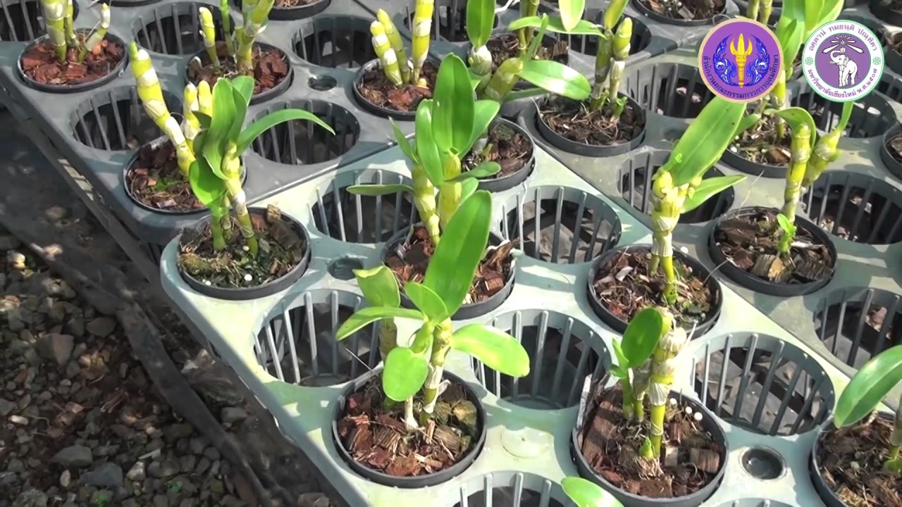 Subject 7-1 การผลิตกล้วยไม้สกุลหวาย
