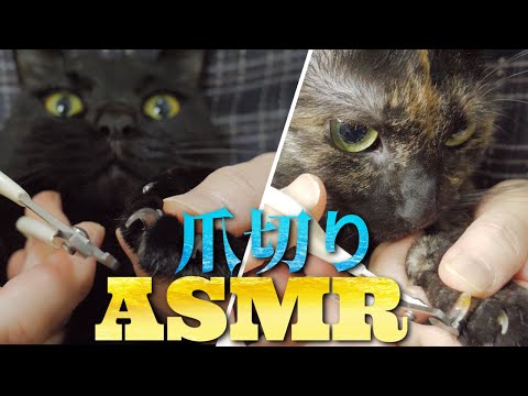 【ASMR】にぼしの為に苦手な爪切りを頑張る猫たち??CAT CUTTING NAILS