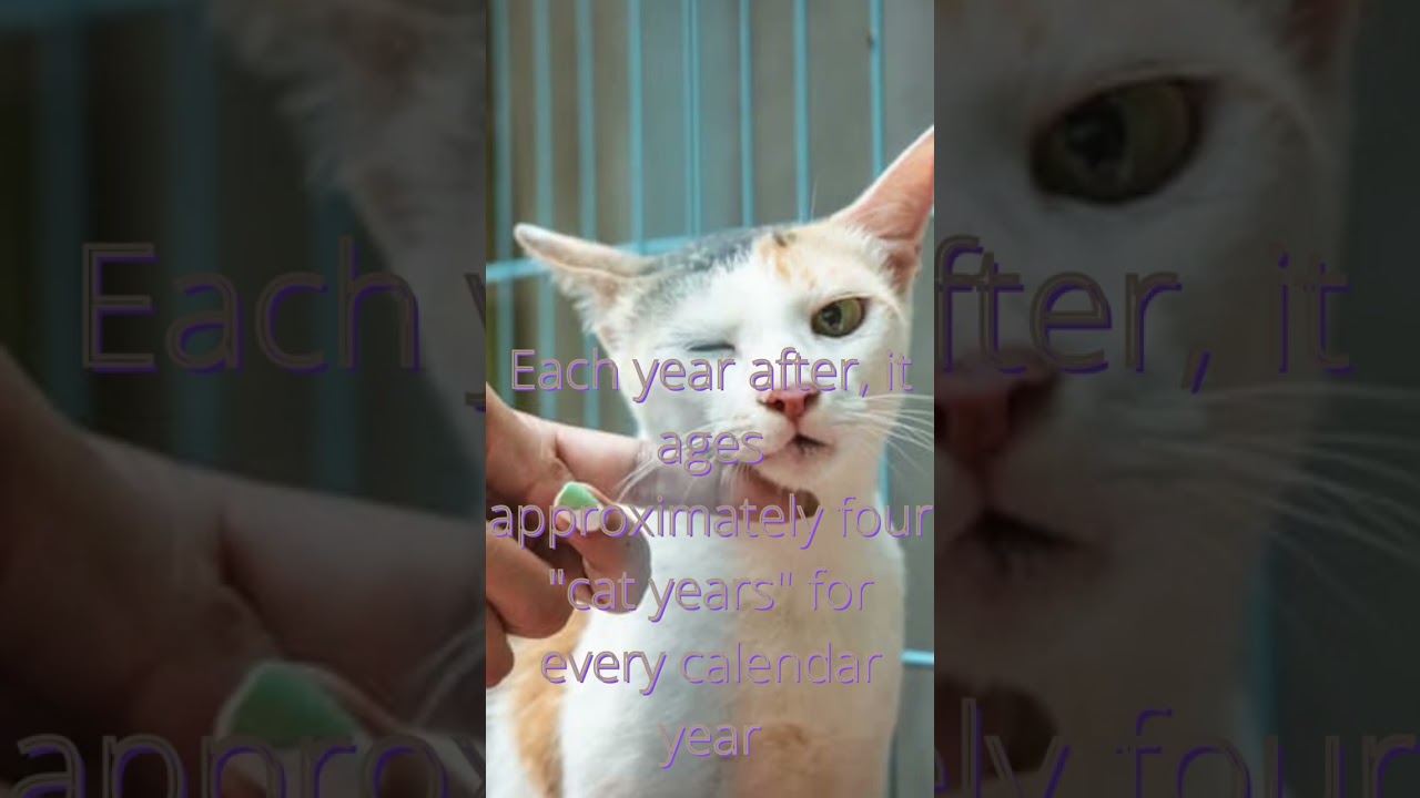 how cat years work 