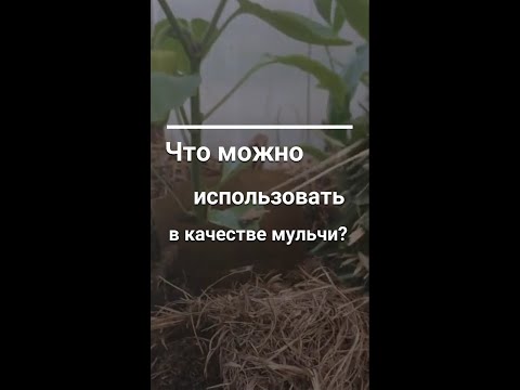 Видео: Привлекает ли мульча термитов?