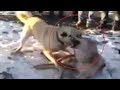 Kangal beats the sh** out of wolf for attacking its friend!!!