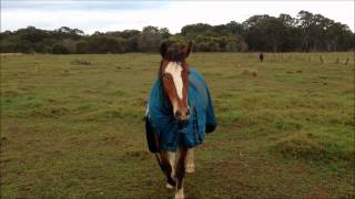 THE AUSSIE COWBOY WHISTLER
