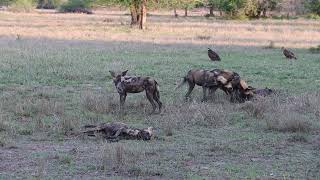 African Wild Dogs, Gorongosa NP, Mozambique