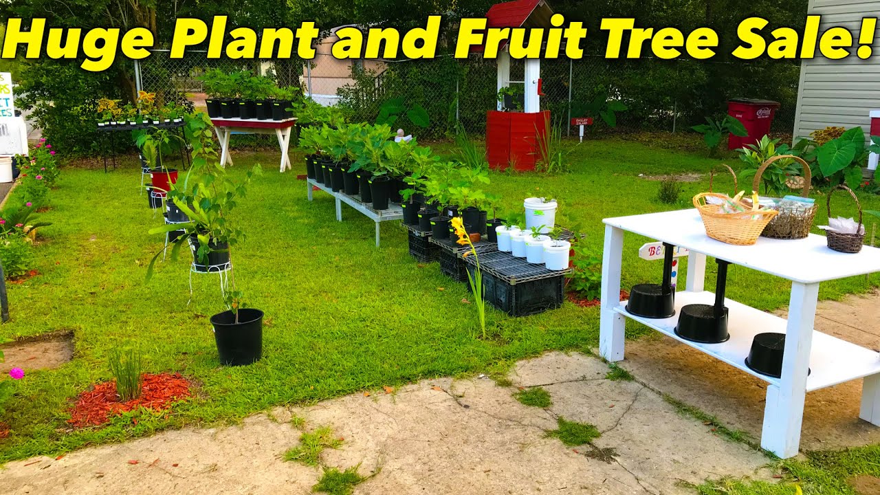 South Figs Plant and Fruit Tree Sale YouTube