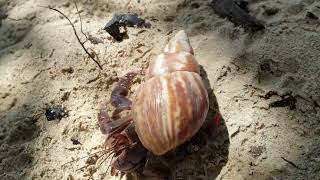 Caribbean Land Hermit Crab (Coenobita clypeatus), Guadeloupe