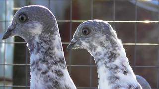 Будапештские голуби -молодежь(голоногие спорт)