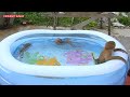 Monkey Kako With Baby Luna And Baby Nina Enjoying New Big Swimming Pool