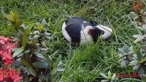 O que causa pododermatite?