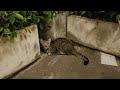 夜になるとやってくるキジトラ