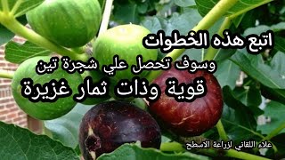 سر نجاح زراعة التين في برميل فوق سطح المنزل وإنتاج ثمار غزيرة Cultivation of figs