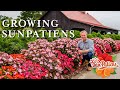 Growing SunPatiens