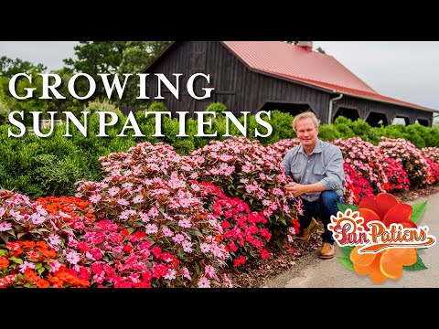 Vídeo: Sunpatiens Plant Care - Cultiu de plantes Sunpatiens al jardí