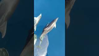 Pod of Playful Dolphins Joins POV