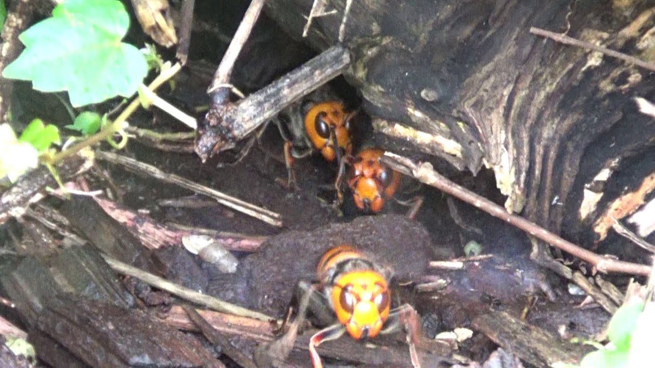 本宮市でオオスズメバチ駆除- 驚き！２週間前に駆除した狭い現場にもう一つのオオスズメバチの巣！ Hornet Nest Removal