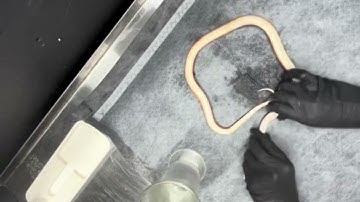 Wet Specimen Pet Memorial Processing Timelapse | Johann the Thai Bamboo Rat Snake #wetspecimen