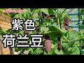 【紫色荷兰豆】用盆栽，营养好，不生病，容易种，超级适合新手种植