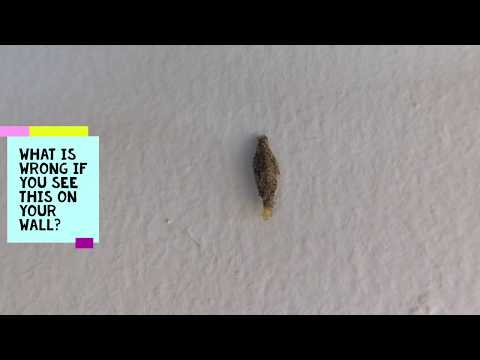 How to spot case worms / clothes moths in your house | Ways to make your house insect-free