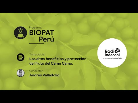 Video: Myrciaria Dubia Informazioni: informazioni sugli alberi da frutto di Camu Camu