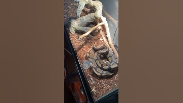 Ball python strike’s mouse🪱