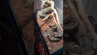 Ball python strike’s mouse🪱