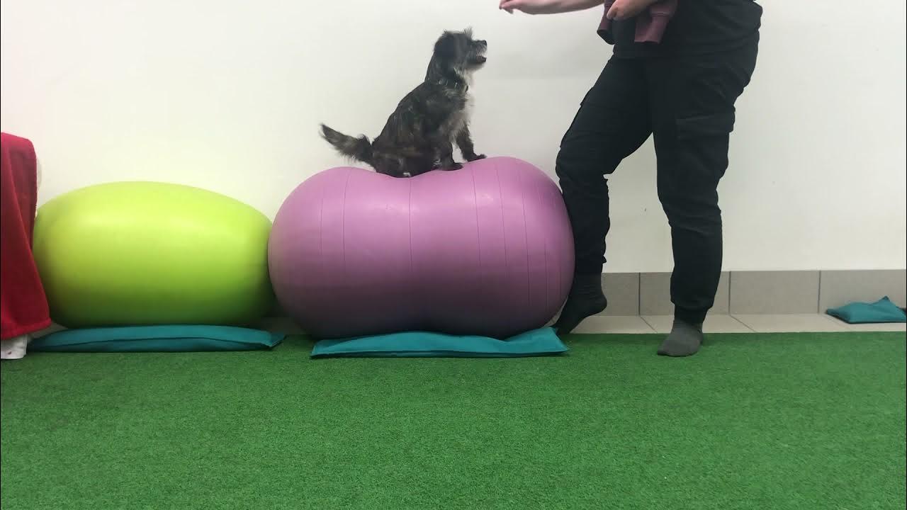 Elly shows a new trick on the peanut balance ball YouTube
