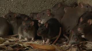 Rats and Mice Invade Structures During the Winter Months! Pest Control Service in Enfield, CT