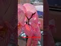 #краснаякреветка