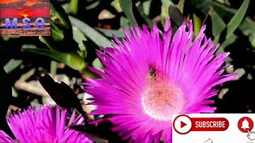 16.সূরা আন নাহল _ Surah An Nahl _ سورة النحل _ মৌমাছি _
