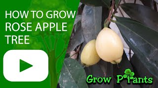 How to grow Rose apple tree (Syzygium jambos)