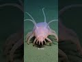 The Bizarre Deep Sea Pig (It Has NO Brain!) #shorts #deepsea #oceanmysteries