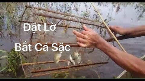 Đi Xuồng Đặt Lờ Cá Sặc Trong Đầm l đánh bắt cá đồng