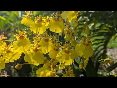 New exotic flowers - Dancing Lady orchids, Bird of Paradise, curcuma plus hog plum harvest