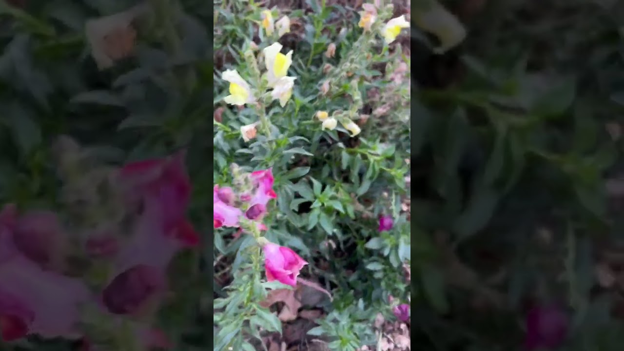 🌱🏆 Snapdragons for the win! A cold hardy flower that can survive