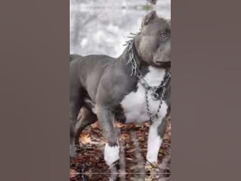 пидбуль🤩 - YouTube