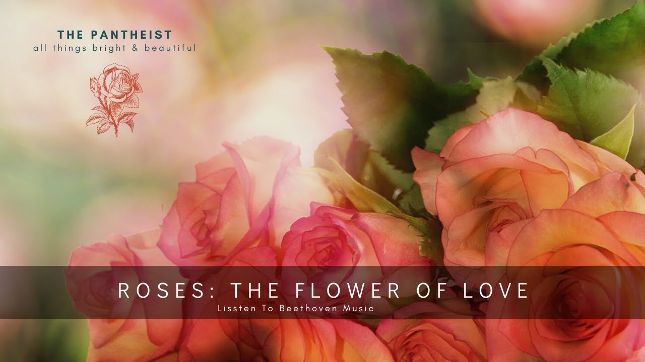 Roses The Flower of Love YouTube