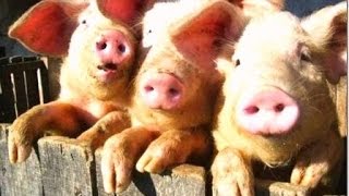 Очень страшное видео) Как правильно кормить свиней? - вот так!)(Съездил в гости) Very scary video), 2015-02-11T13:08:05.000Z)
