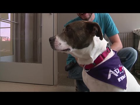 The Animal Foundation