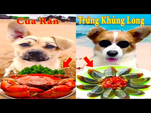 Thú Cưng TV | Bông ham ăn Bí Ngô Cute #57 | Chó thông minh vui nhộn | Pets cute smart dog