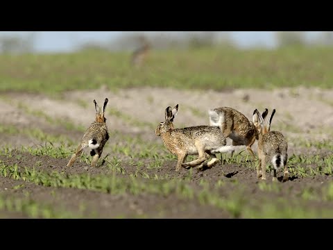 Videó: Mezei krikett: leírás, jellemzők, élőhely és érdekes tények