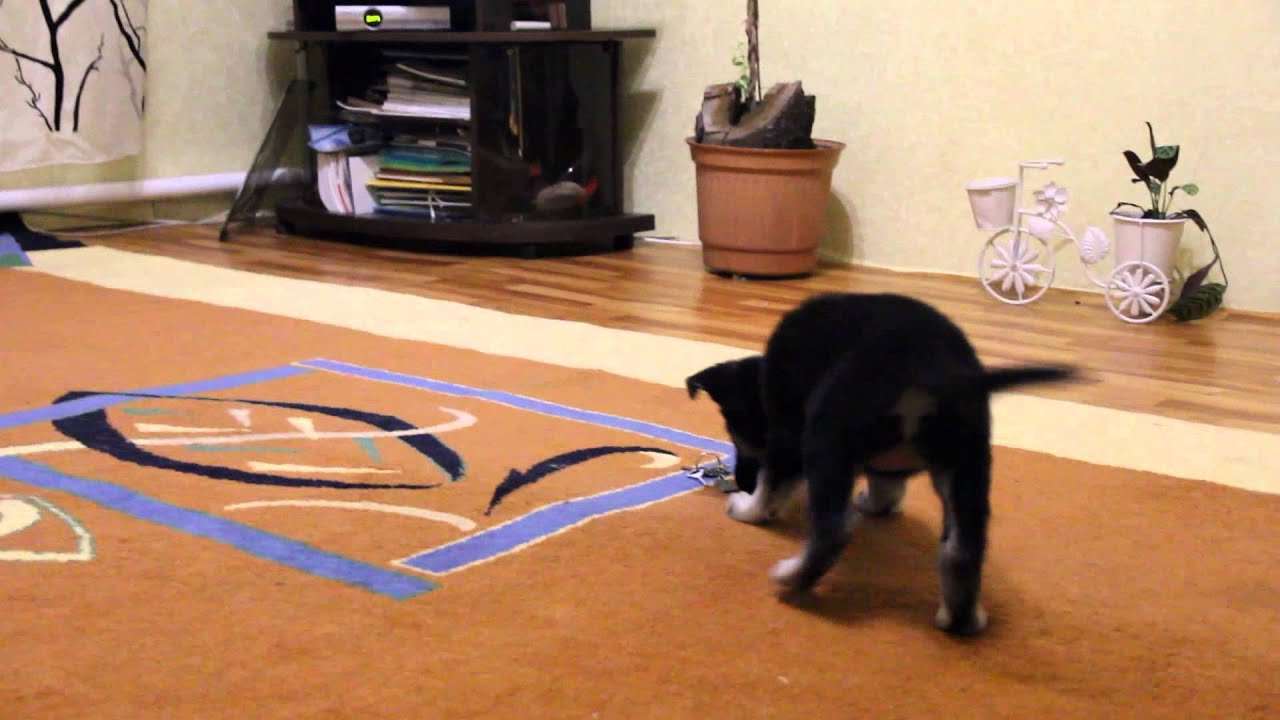 ВЕО. kennel in Ukraine East European Shepherd YouTube