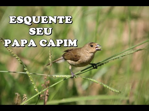 Fêmea de Papa capim Chamando Muito para Esquentar papacapim