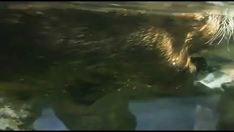 Beavers | Hardworking Animal