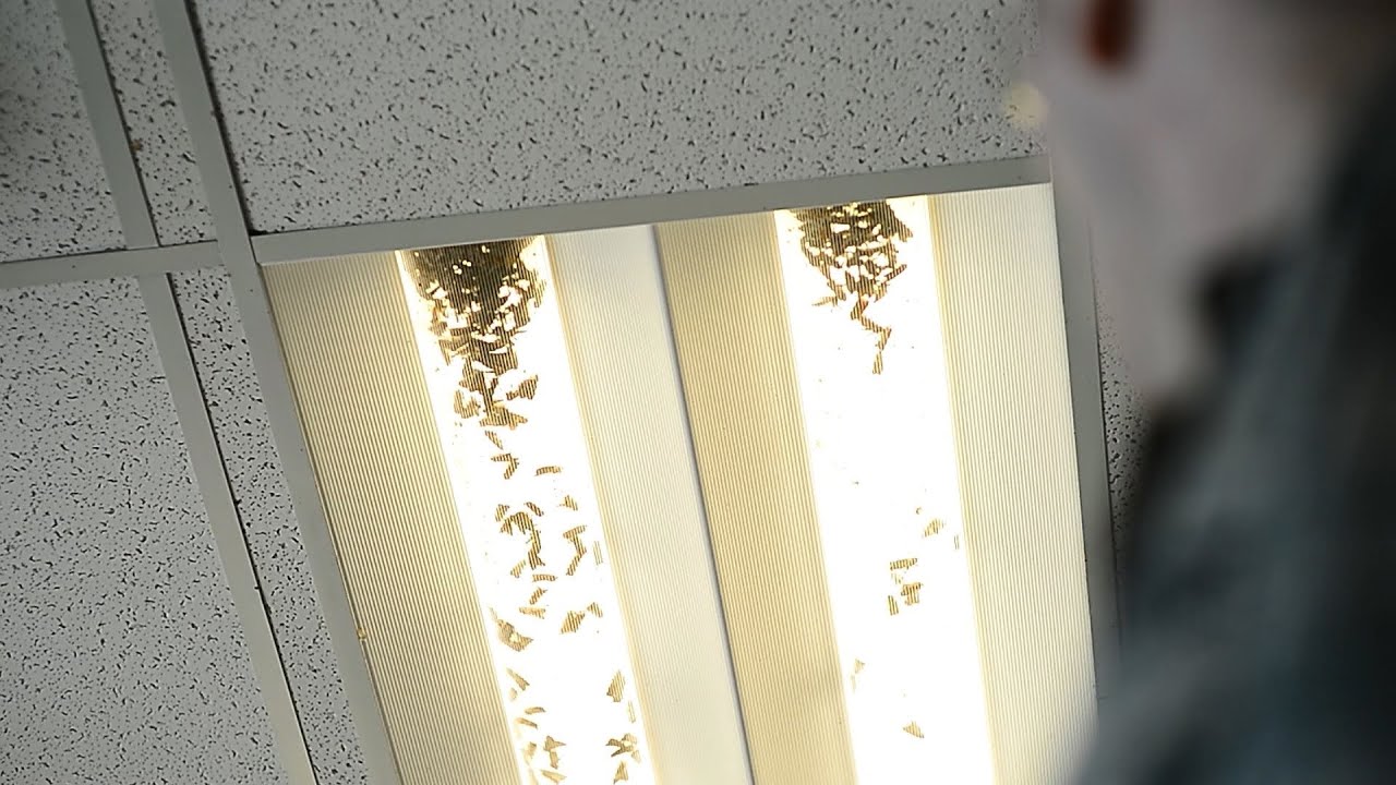 When Moths Attack ...