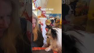 Chippy The Tarot Dog INSISTED TO DELIVER IMPORTANT MESSAGE!